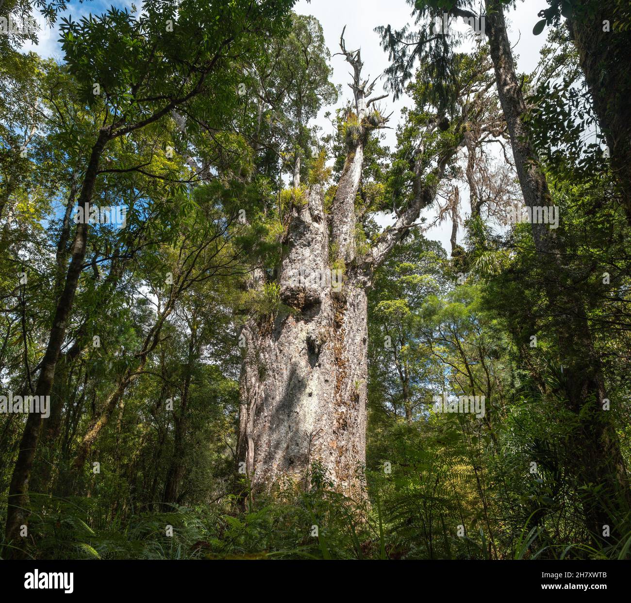 Gigantischer Kauri-Baum, der im Waipoua Forest, Northland, Neuseeland, wächst Stockfoto