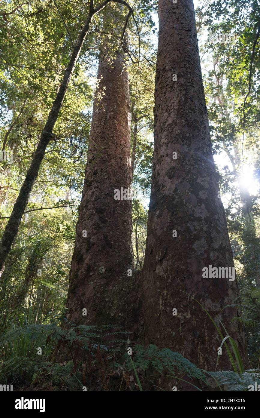 Gigantischer Kauri-Baum, der im Waipoua Forest, Northland, Neuseeland, wächst Stockfoto