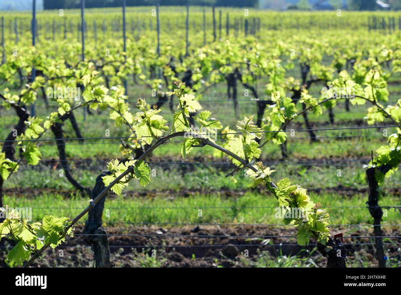 Weinreben, die in den Weinbergen von Rheinland-Pfalz neue Blätter sprießen. Stockfoto
