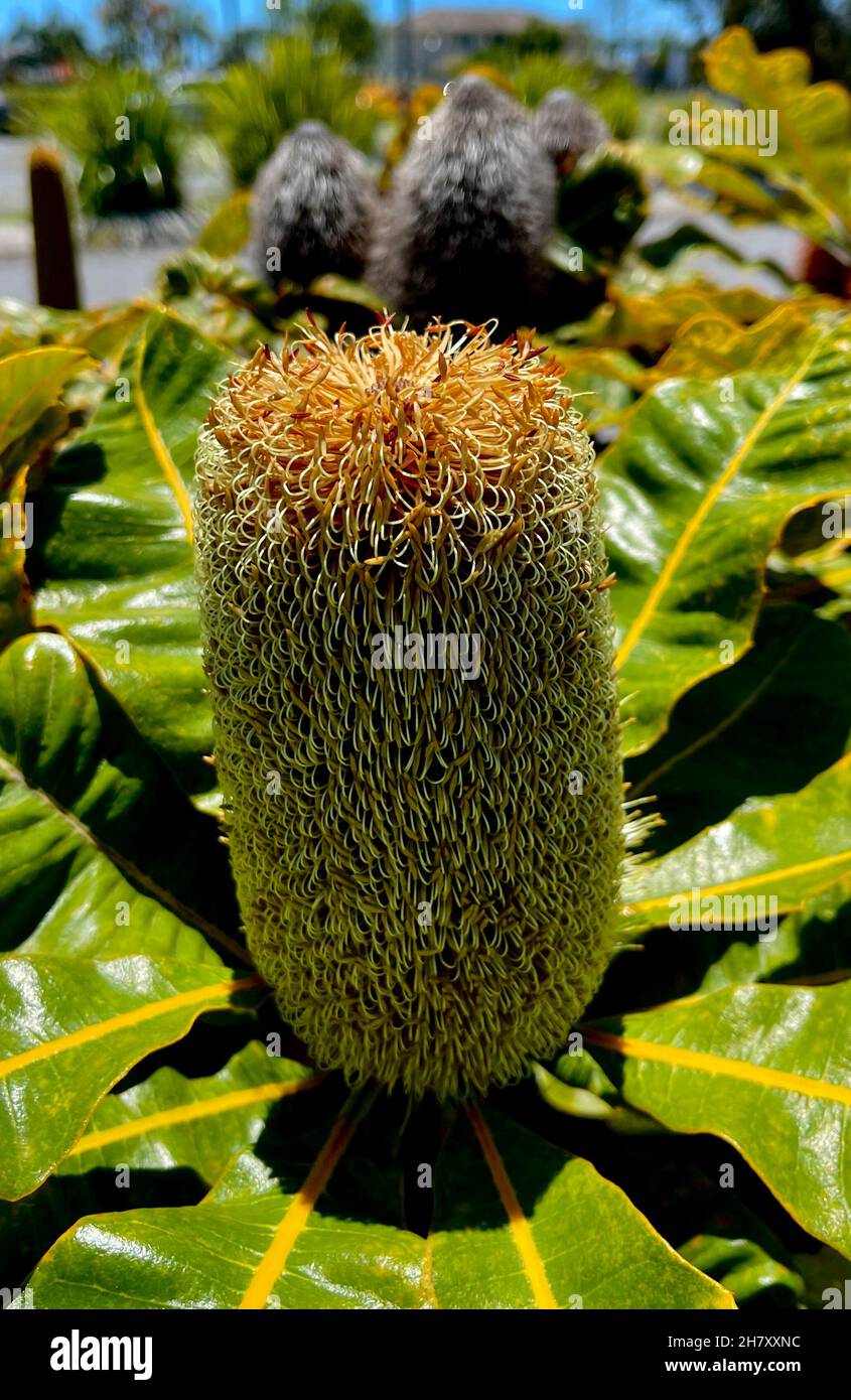 Banksia robur Wildflower, Arten in der Familie Proteaceae aus Australien Stockfoto