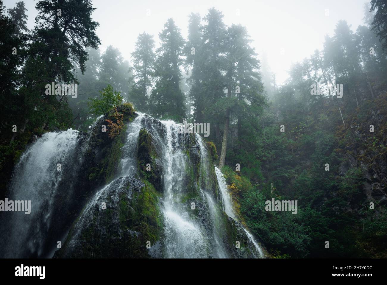 Bäume im Nebel an den Wasserfällen des Falls Creek Stockfoto