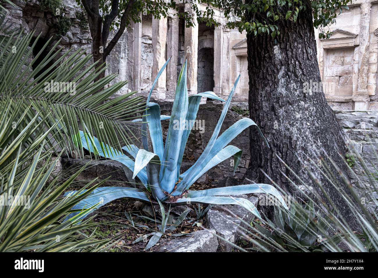 Schöne bläuliche Agave in den Jardins de la fontaine (Gärten des Brunnens), Nîmes, Südfrankreich Stockfoto