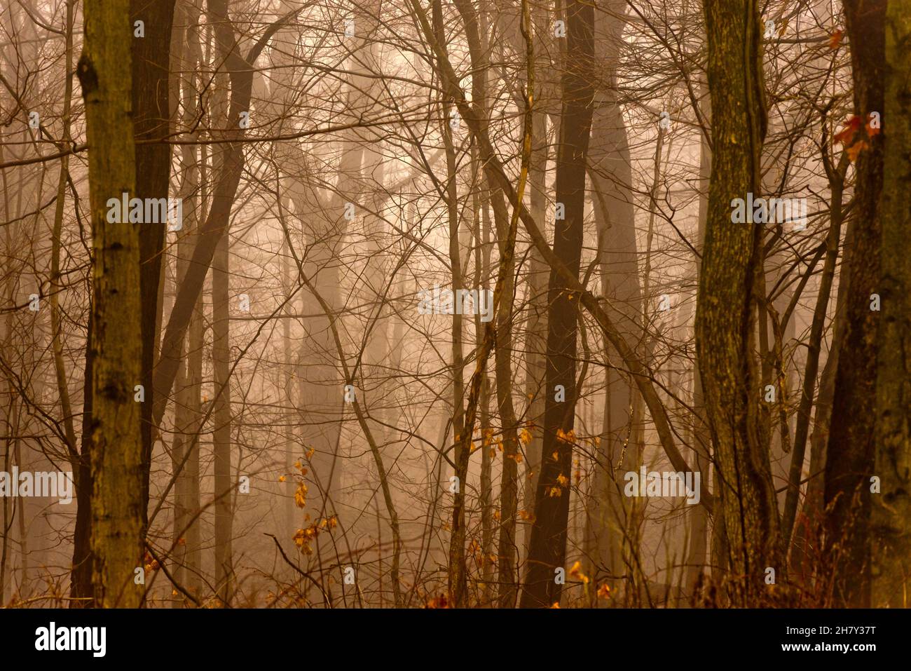 Dunkler, geheimnisvoller und nebliger Wald im Spätherbst. Fantasy Forest. Stockfoto