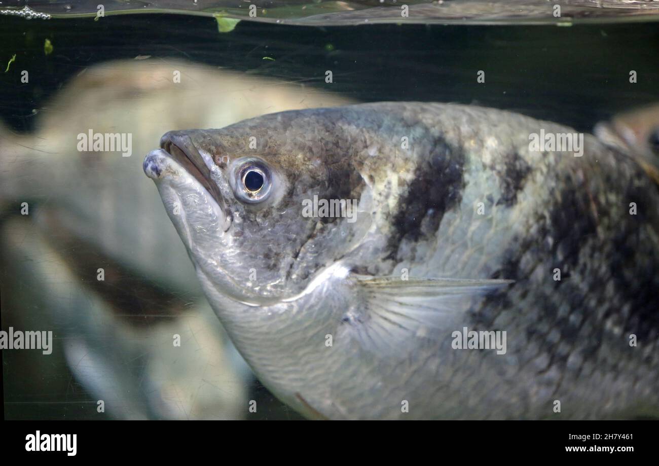 Bogenfisch mit Punktmuster Stockfoto