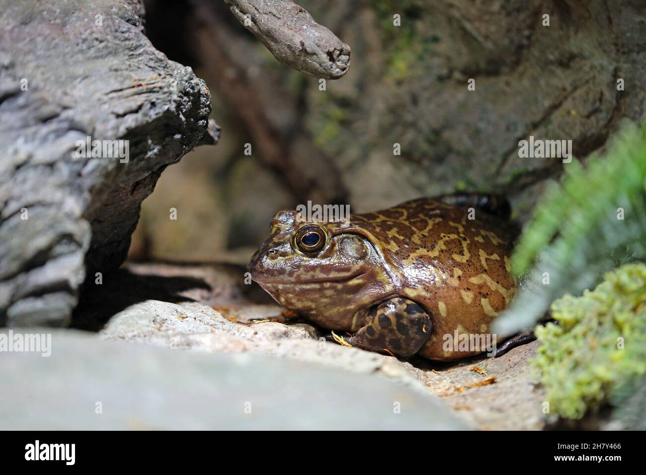Amerikanischer Ochsenfrosch Stockfoto