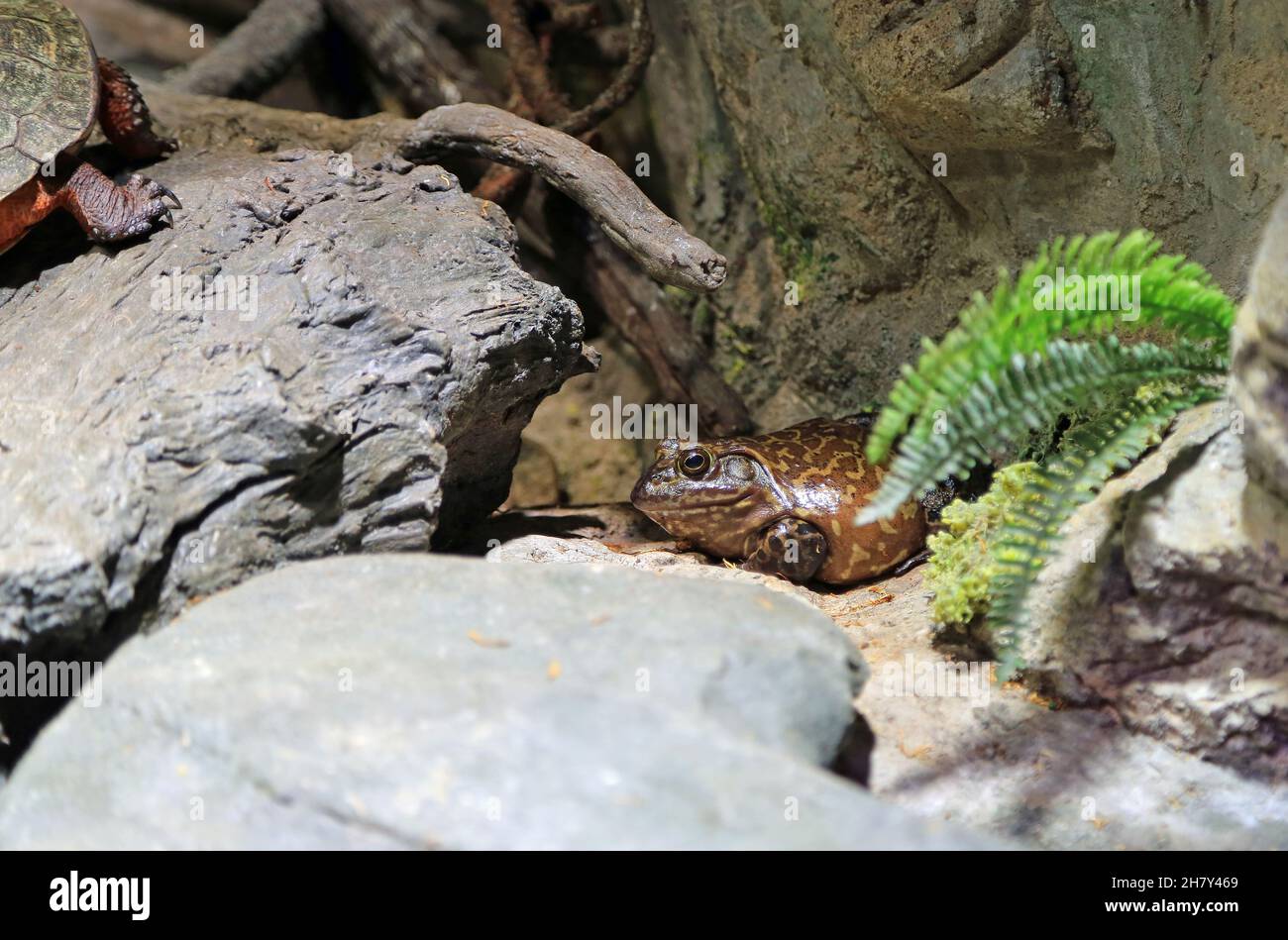 Amerikanischer Bullfrog zwischen Felsen Stockfoto