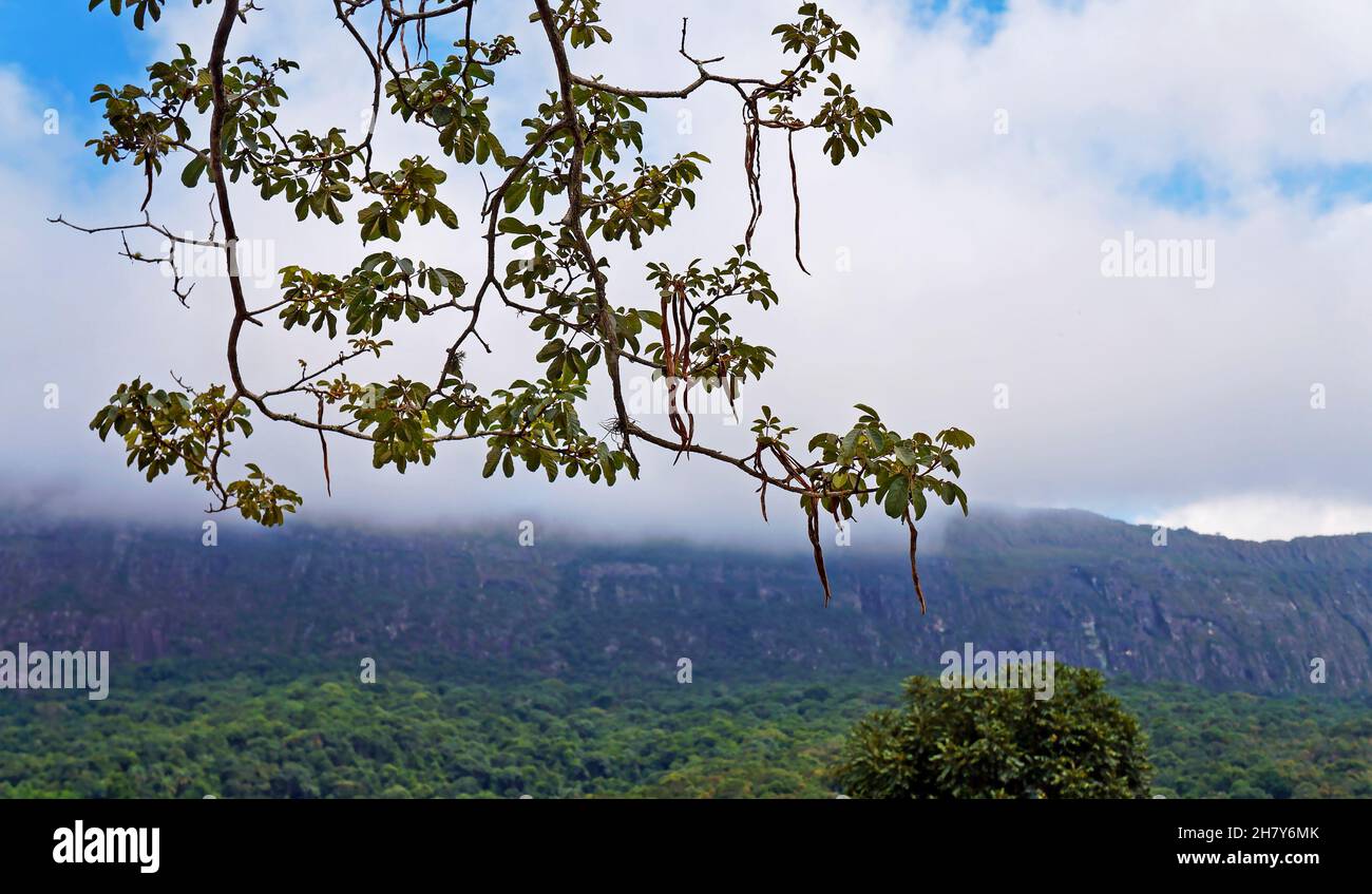 IPE-Baumzweige mit Landschaft im Hintergrund, Tiradentes, Minas Gerais, Brasilien Stockfoto