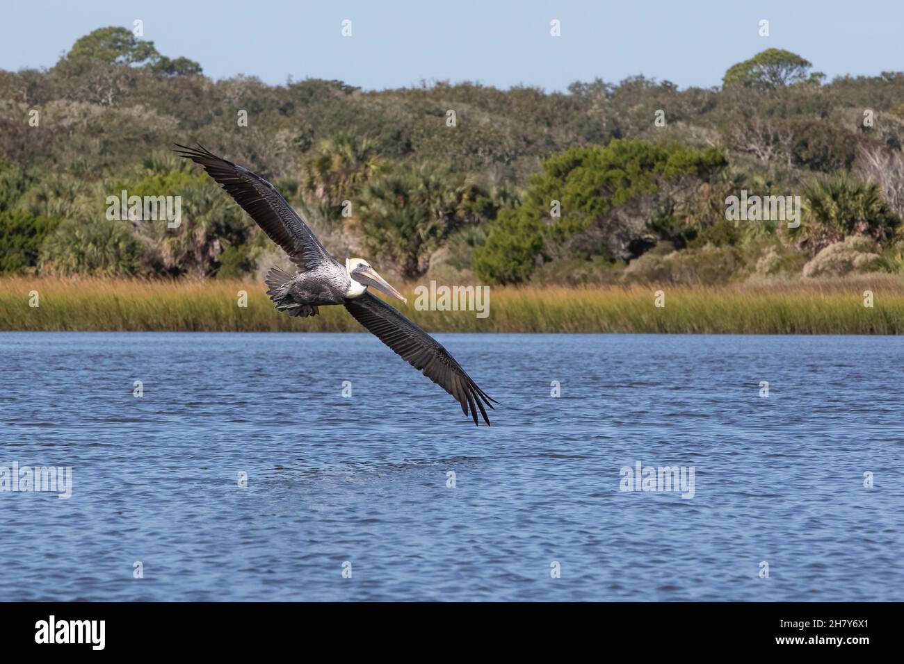 Ein brauner Pelikan (Pelecanus occidentalis) im Flug. Stockfoto