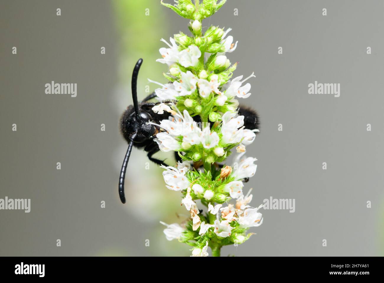 Scolia hirta (Hymenoptera, Scoliidae) auf einer weißen Blume sitzend, sonniger Sommertag, Wien (Österreich) Stockfoto