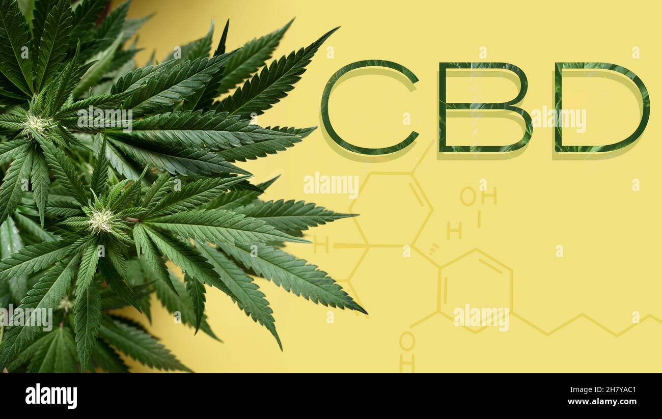 CBD in Text und Cannabidol-Formel mit Marihuanapflanze mit Platz für Text Stockfoto