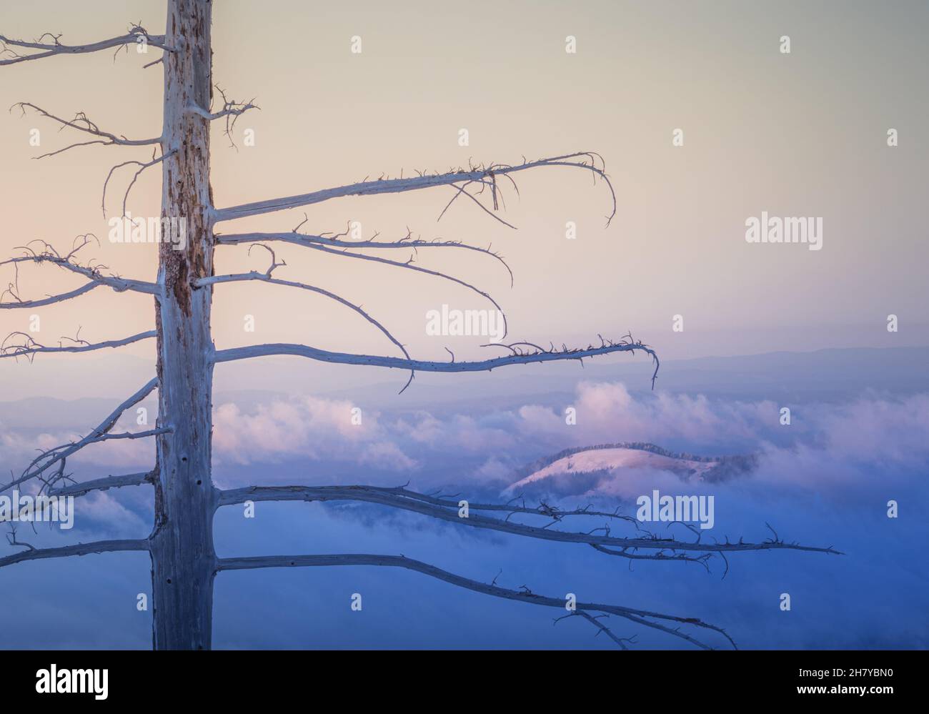 Blick auf einen verschneiten und bewölkten Berggipfel auf einem Hintergrund von rosa Sonnenaufgang, im Vordergrund ein toter Wald Stockfoto