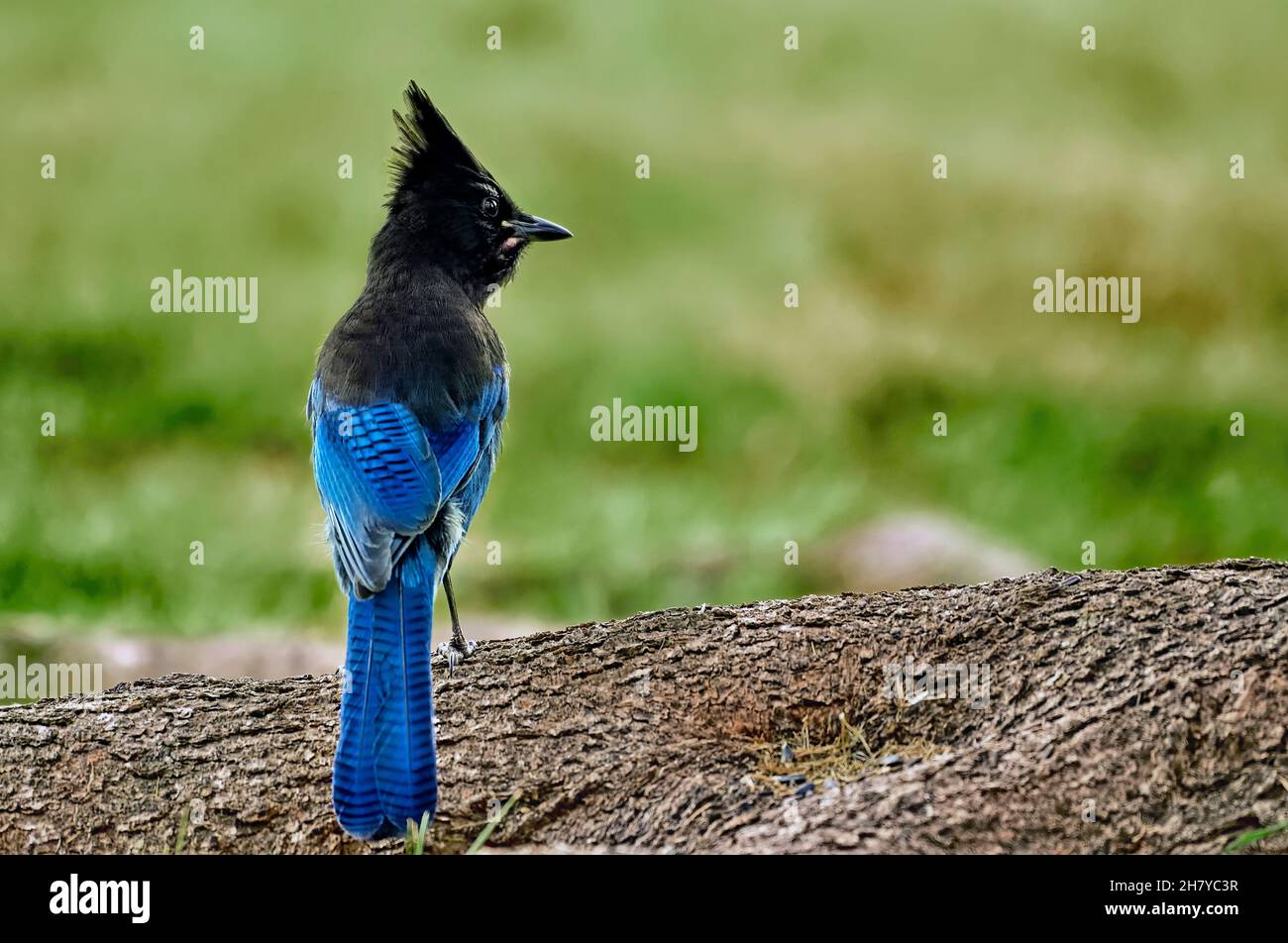 Eine Rückansicht eines Steller's Jay 'Cyanocitta stelleri', der auf einer Baumwurzel im ländlichen Alberta, Kanada, thront. Stockfoto