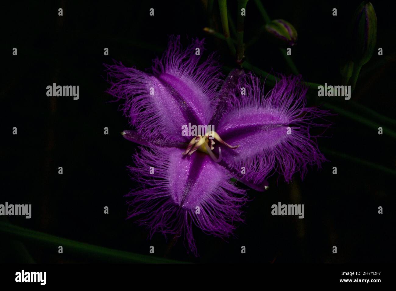 Fransenlillies (Thysanotus tuberosus) sind in den Wäldern Südaustraliens recht häufig, aber immer sehr hübsch. Baluk Willam Reserve. Stockfoto