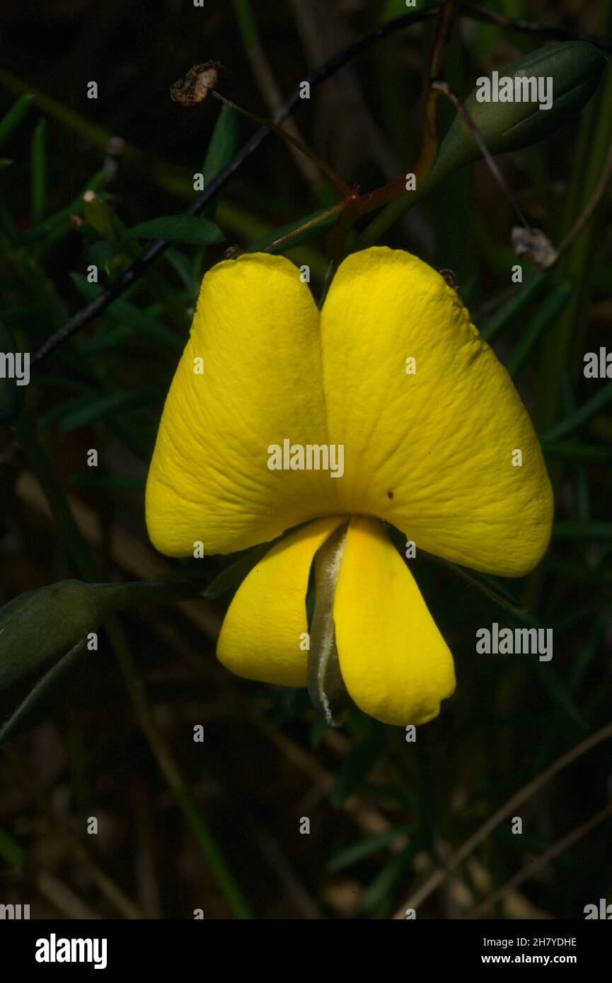 Gemeiner Keil Pea (Gompholobium Huegelii) ist ein ziemlich gewöhnlicher Name für eine so hübsche Blume, daher bevorzuge ich seinen anderen Namen - Karalla. Stockfoto