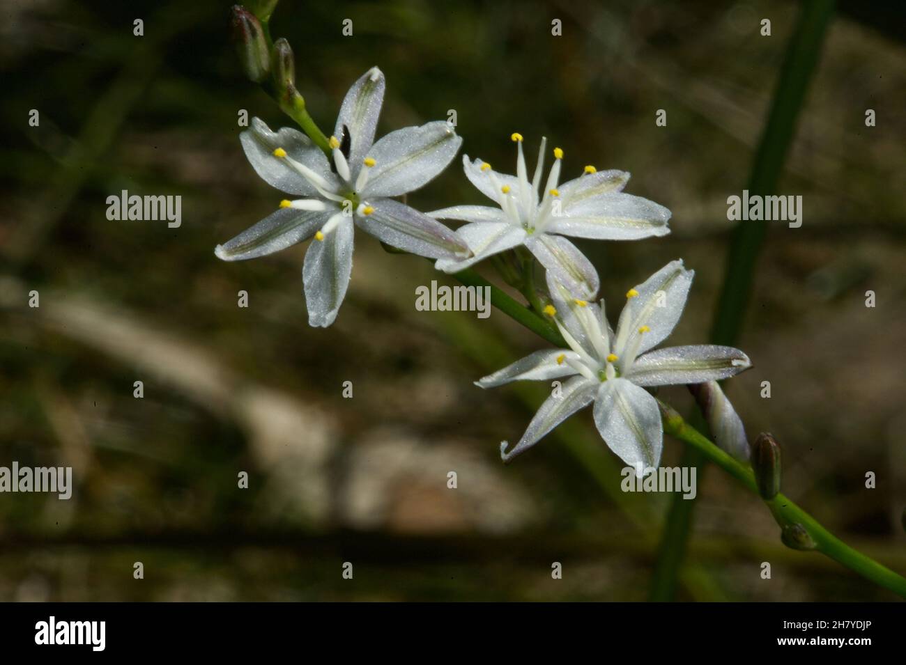 Pale Grass Lillies (Caesia parviflora) sind kleine weiße bis blasse Lavendelblüten auf langen dünnen Stielen. Gefunden im Baluk Willam Flora Reserve in Belgrave. Stockfoto