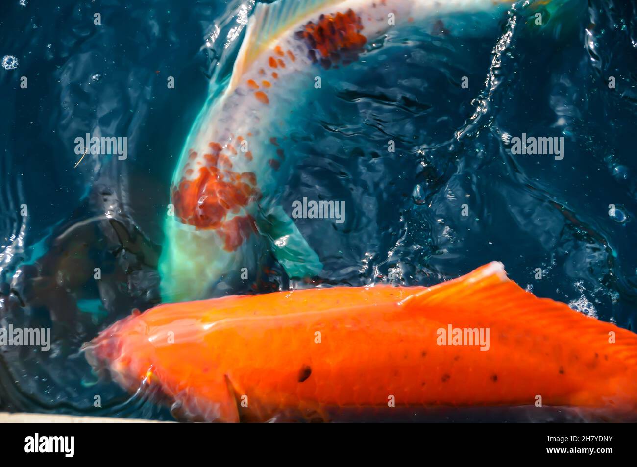 Koi Fische schwimmen im Teich Stockfoto