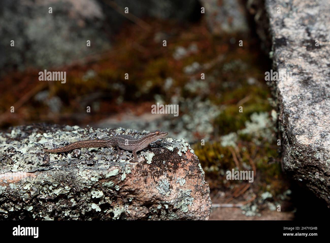 Südwestlicher klavloser Gecko (Crenadactylus ocellatus ocellatus) auf einem Felsbrocken im Wald bei Tag. Es fehlt an Klauen am Ende seiner Ziffern. Ich bin es Stockfoto