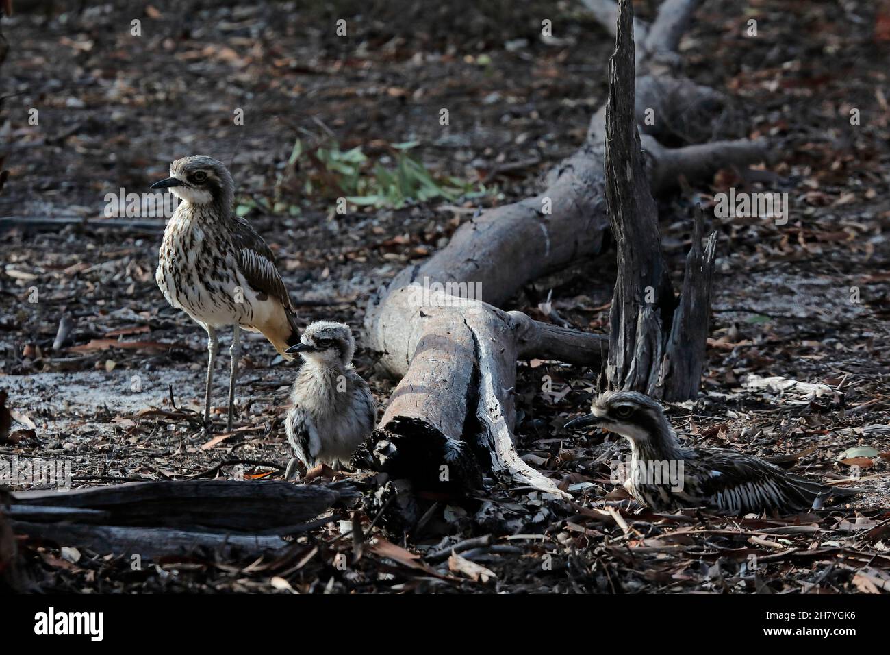 Buschknieige (Burhinus grallarius) Eltern und ein Küken. Ein oder zwei Eier werden im Frühjahr und wieder im Frühsommer gelegt. Dryandra Woodland, Wheatbelt Stockfoto