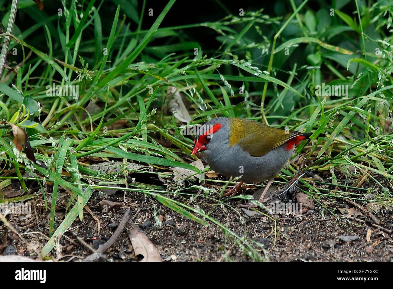 Rotbrauenfibel (Neochmia temporalis) füttert Winterrasen. Die Geschlechter sehen gleich aus. Wallacia, New South Wales, Australien Stockfoto