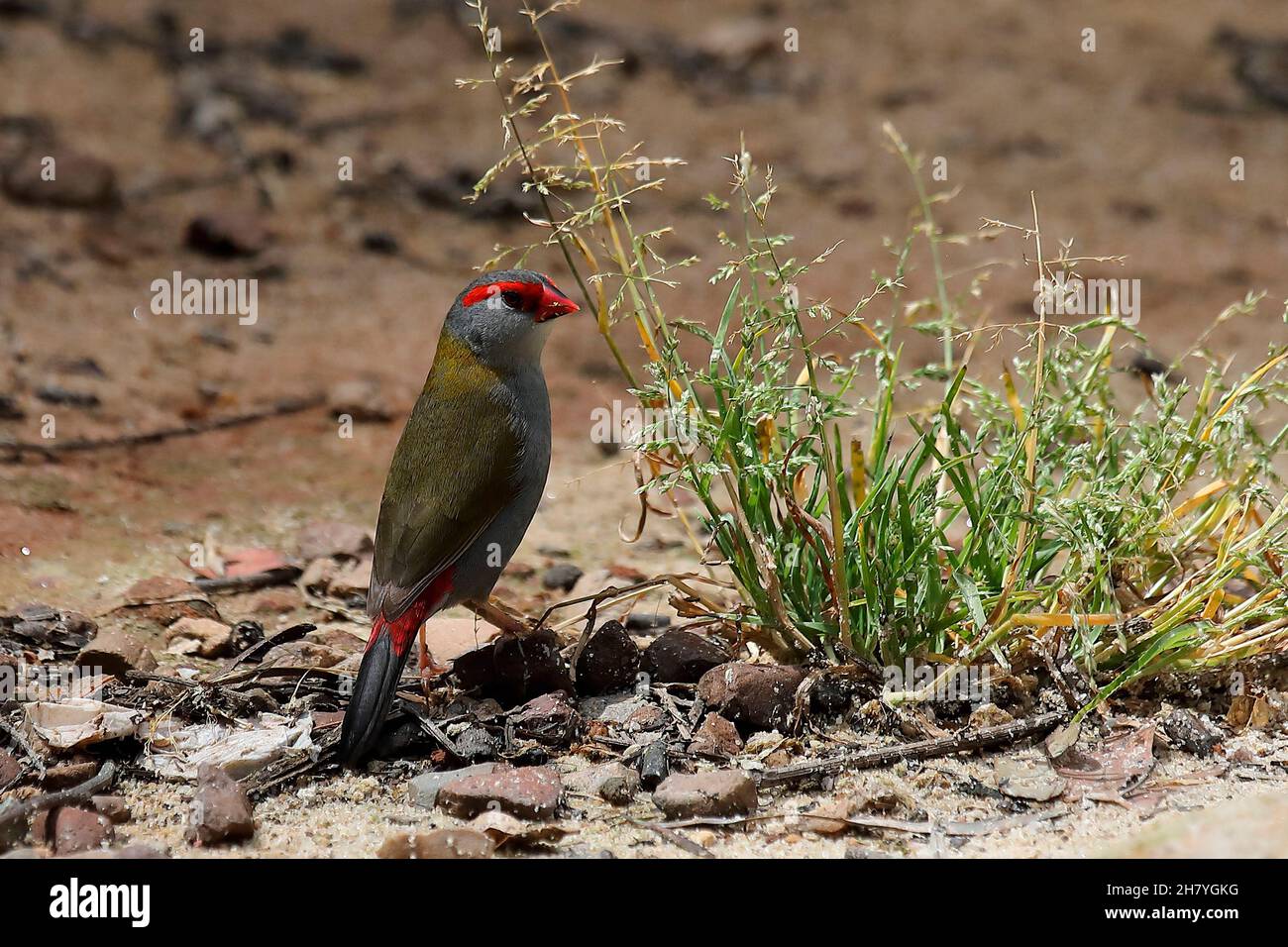 Rotbrauenfibel (Neochmia temporalis) füttert Winterrasen. Die Geschlechter sehen gleich aus. Wallacia, New South Wales, Australien Stockfoto