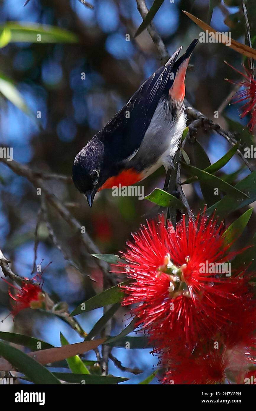 Mistletoebird (Dicaeum hirundinaceum) Männchen in einem Baum. Weibchen haben nur einen Hauch von hellem Rot unter dem Schwanz und sind ansonsten grau mit einem weißen Hals Stockfoto