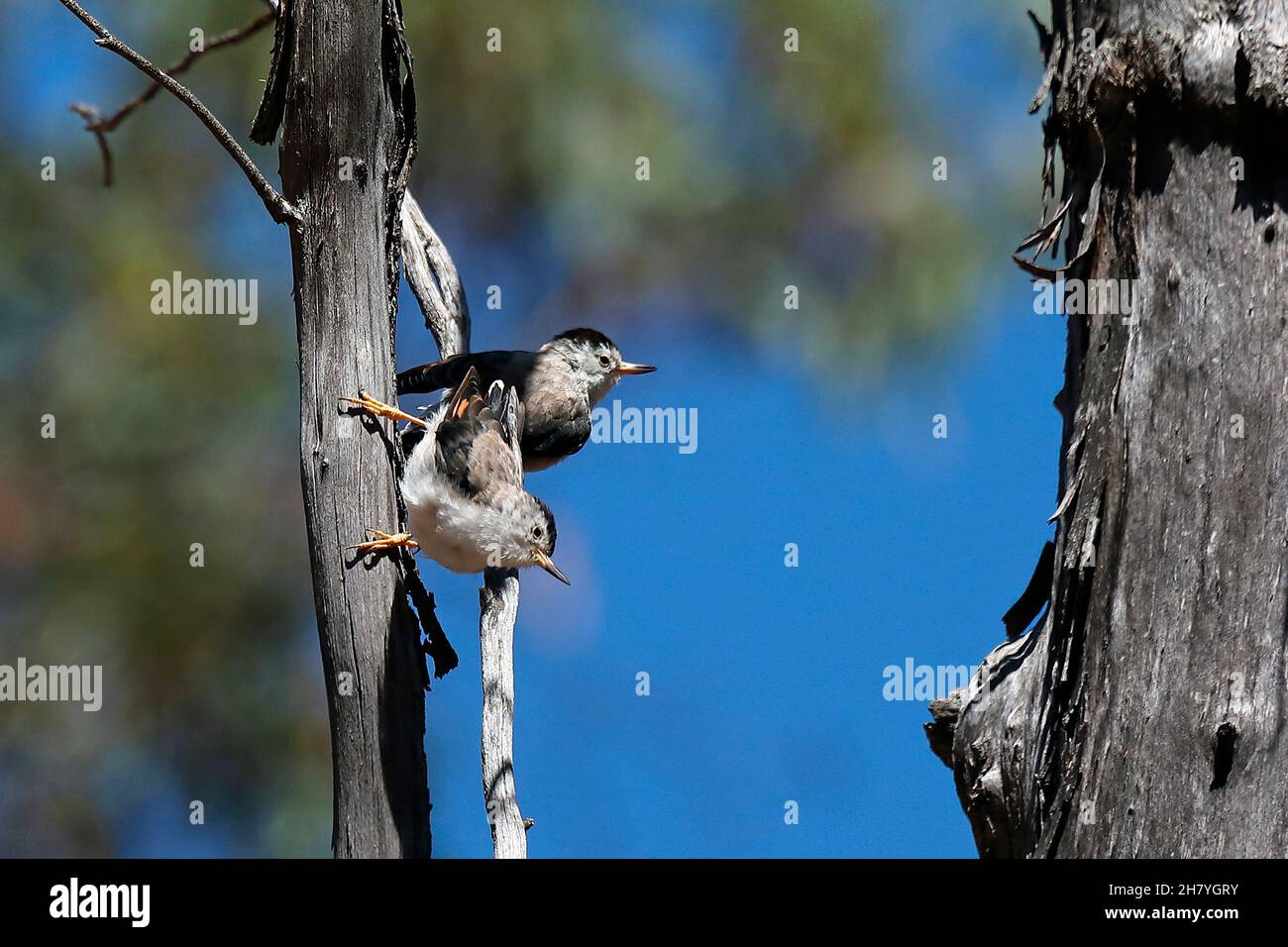 Verschiedene Sittella (Daphoenositta chrysoptera) paaren sich auf einem vertikalen Baum, der die langen Zehen zeigt, die ihnen helfen, sich an solchen Barschen zu Klammern. Männchen und Weibchen sehen aus Stockfoto