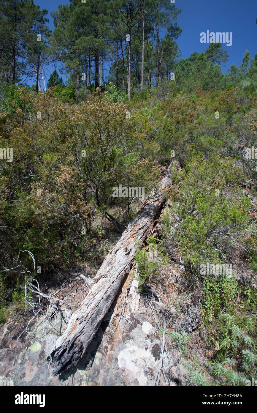 Bonifato Wald bei Calvi Korsika in der Balagne Stockfoto