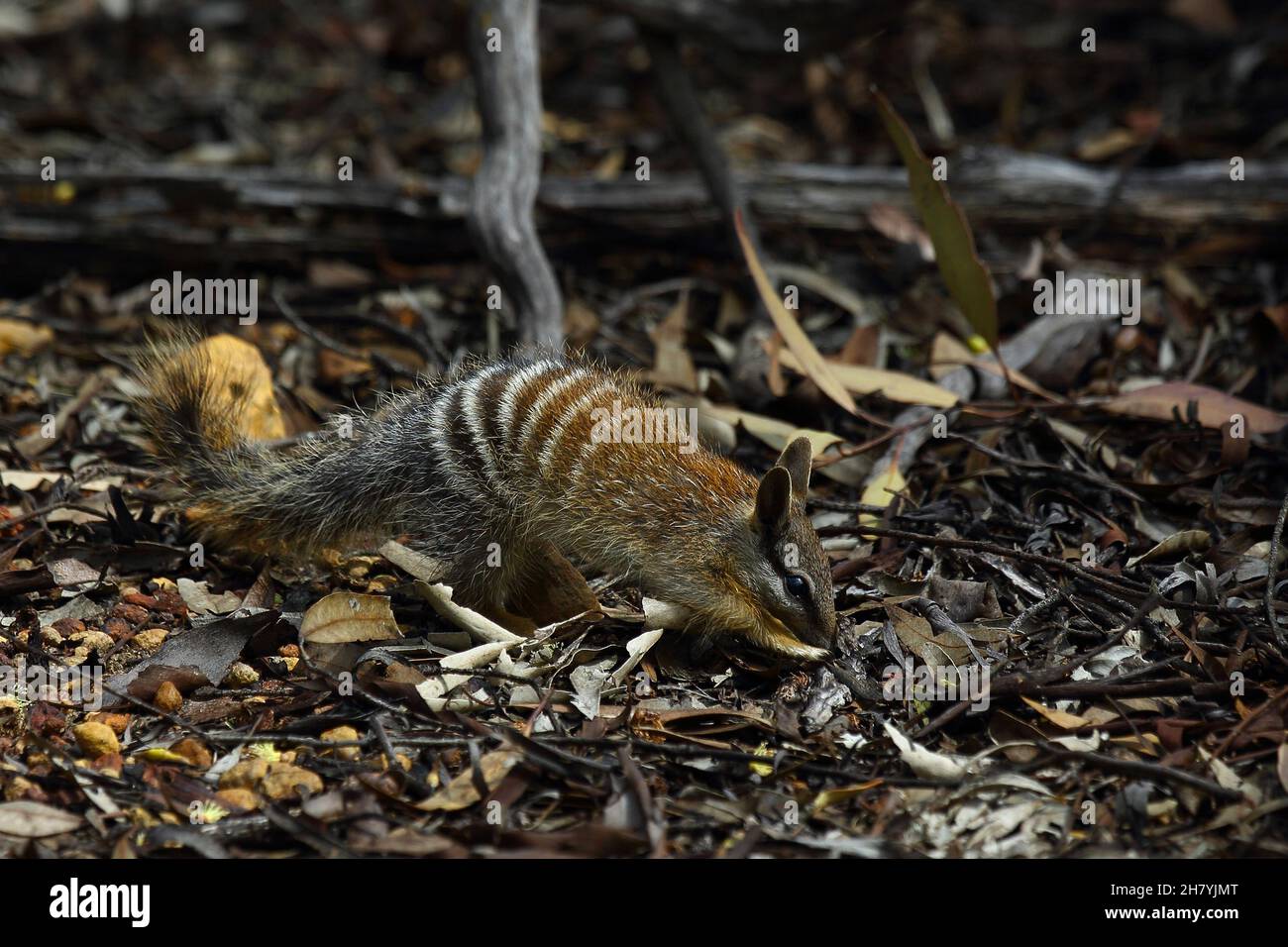 Numbat (Myrmecobius fasciatus), Fütterung junger Tiere. Dryandra Woodland, Wheatbelt Region, Western Australia, Australien Stockfoto