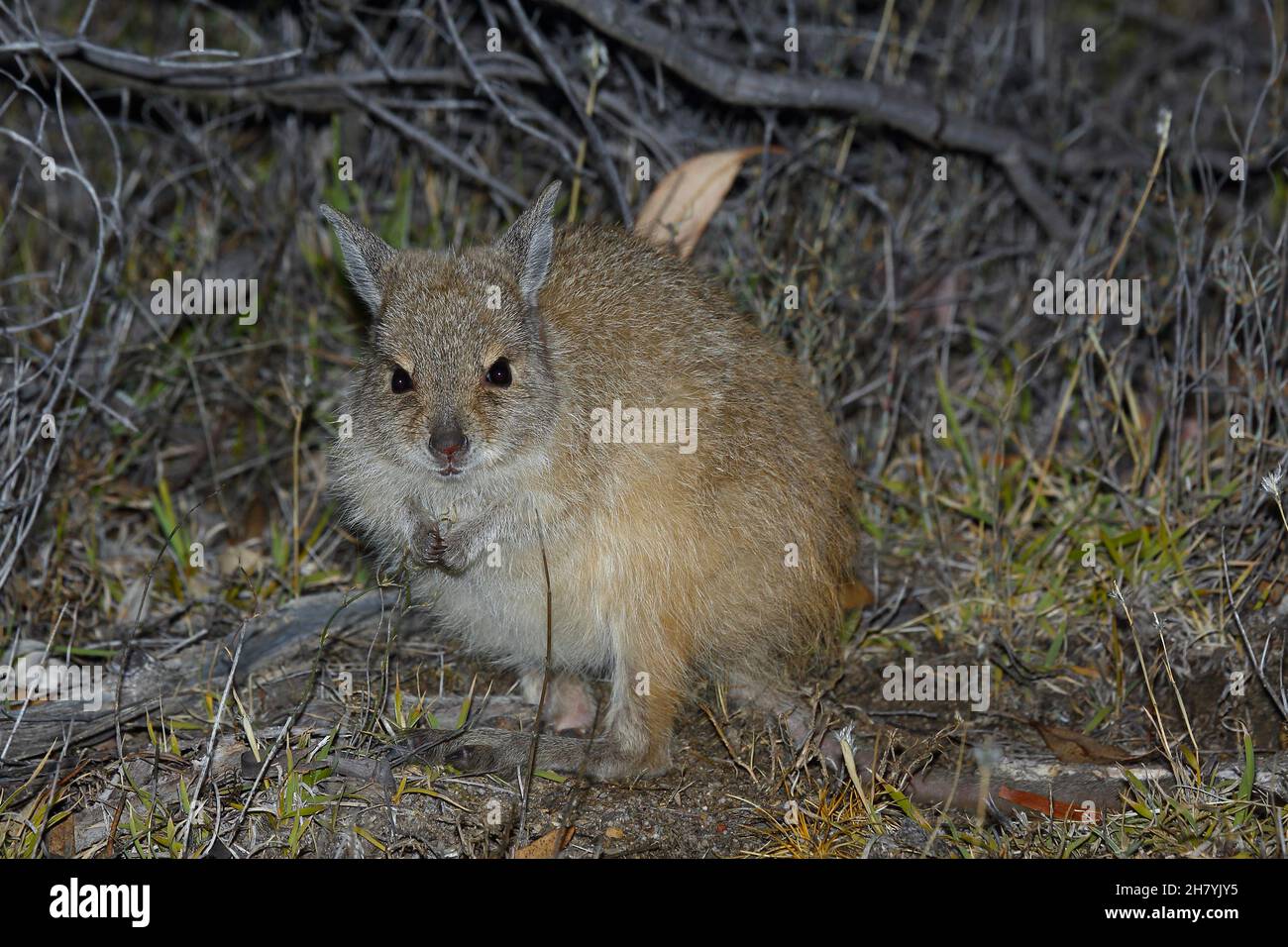 Das grabende Bettong (Lagorchestes hirsutus) ist auf dem australischen Festland ausgestorben, mit Ausnahme einiger eingezäunter Schutzgebiete. Es lebt auch auf einigen vorgelagerten Inseln Stockfoto