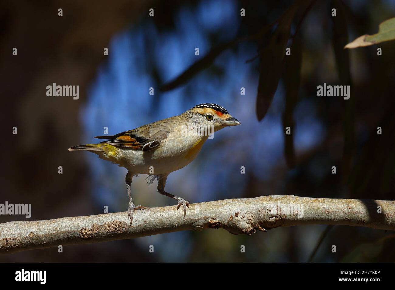 Rotbrauen-Pardalote (Pardalotus rubricatus) auf einem Ast, der die gepunktete Mütze zeigt. Minilya, Region Gascoyne, Western Australia, Australien Stockfoto