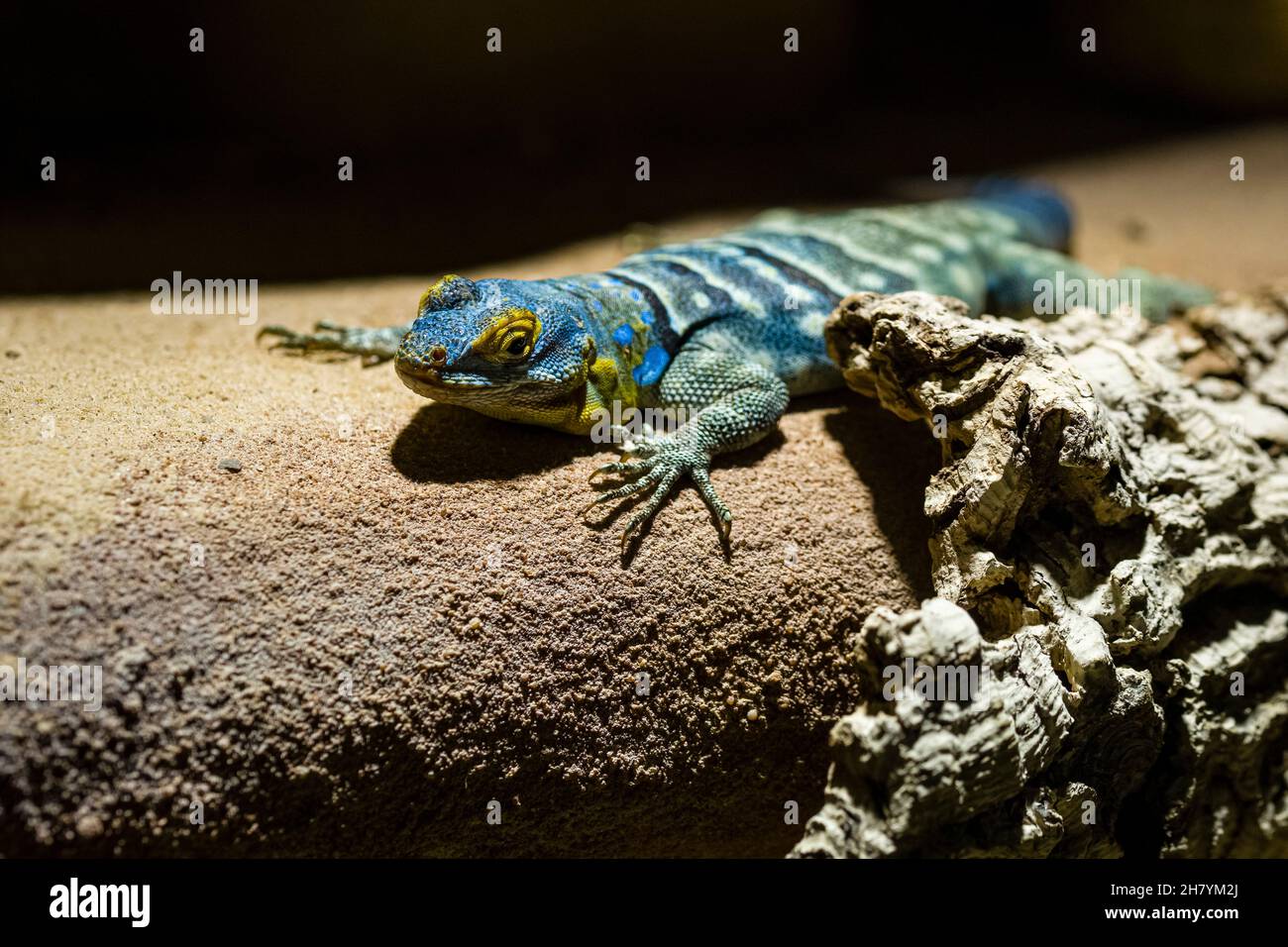 Ein Blauer Felseniguan (Petrosaurus thalassinus) sitzt auf einem Felsen. Stockfoto