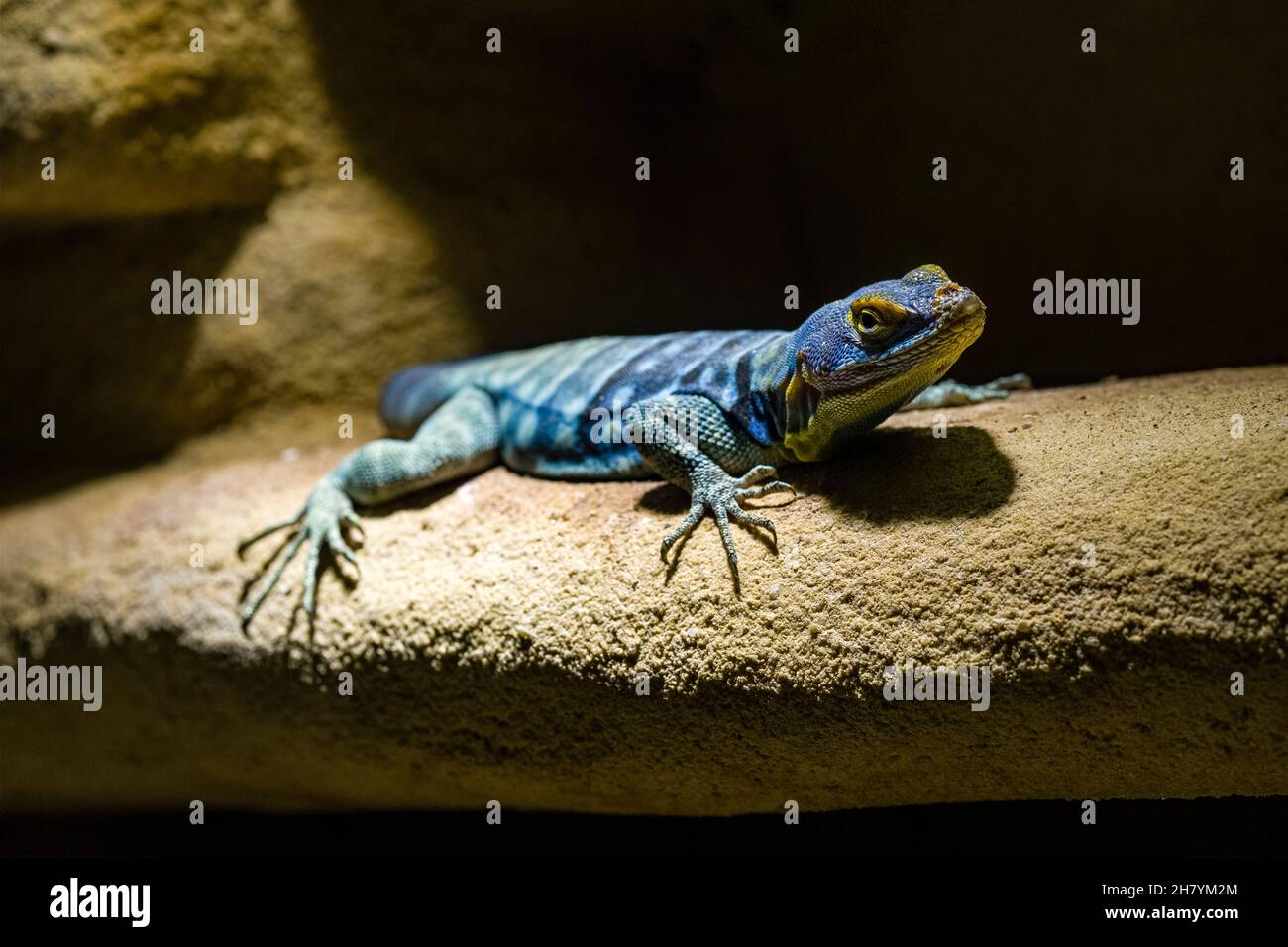 Ein Blauer Felseniguan (Petrosaurus thalassinus) sitzt auf einem Felsen. Stockfoto