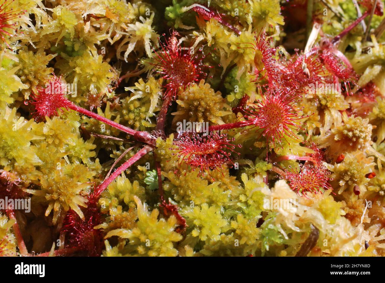 Drosera rotundifolia, Rundblättriger Sonnentau, Droseraceae. Wildpflanze im Sommer geschossen. Stockfoto