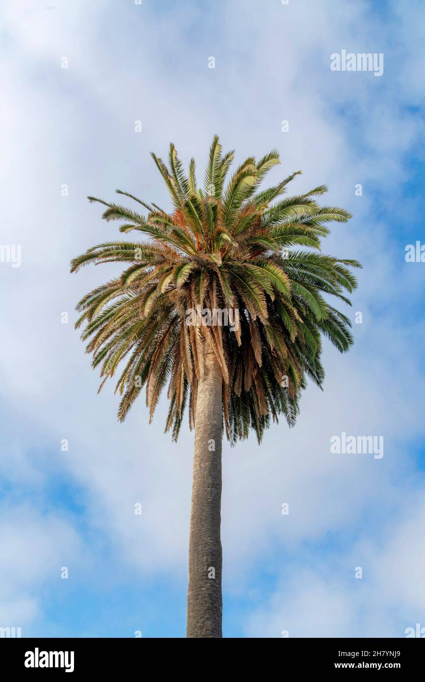 Palmen in einem niedrigen Winkel Blick auf La Jolla, Kalifornien Stockfoto
