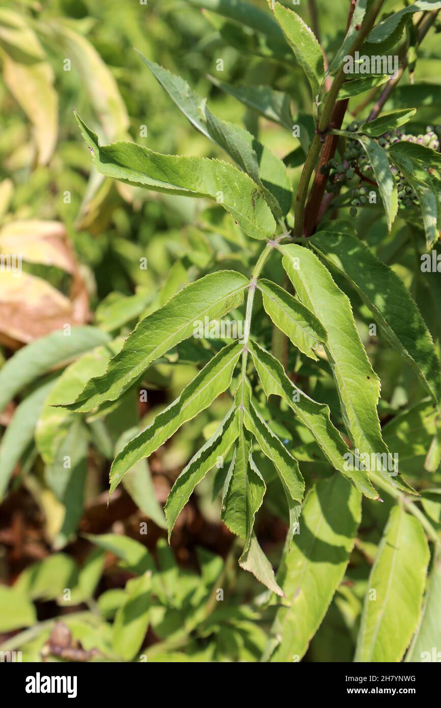 Sambucus ebulus, Zwergältester Danewort, Viburnaceae. Wildpflanze im Sommer geschossen. Stockfoto