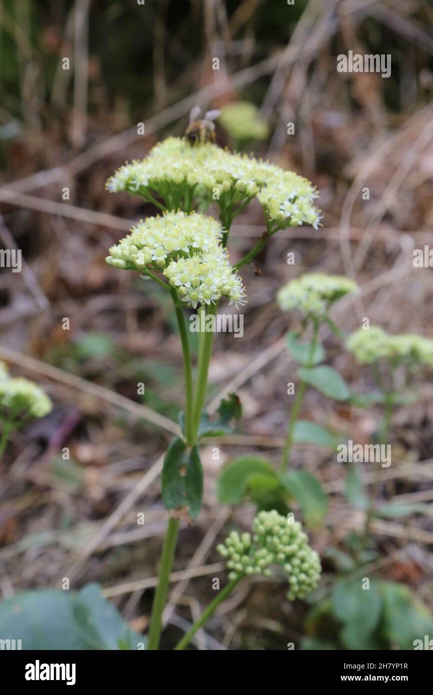 Hylotephium Maximum, Sedum Maximum, Crassulaceae. Wildpflanze im Sommer geschossen. Stockfoto