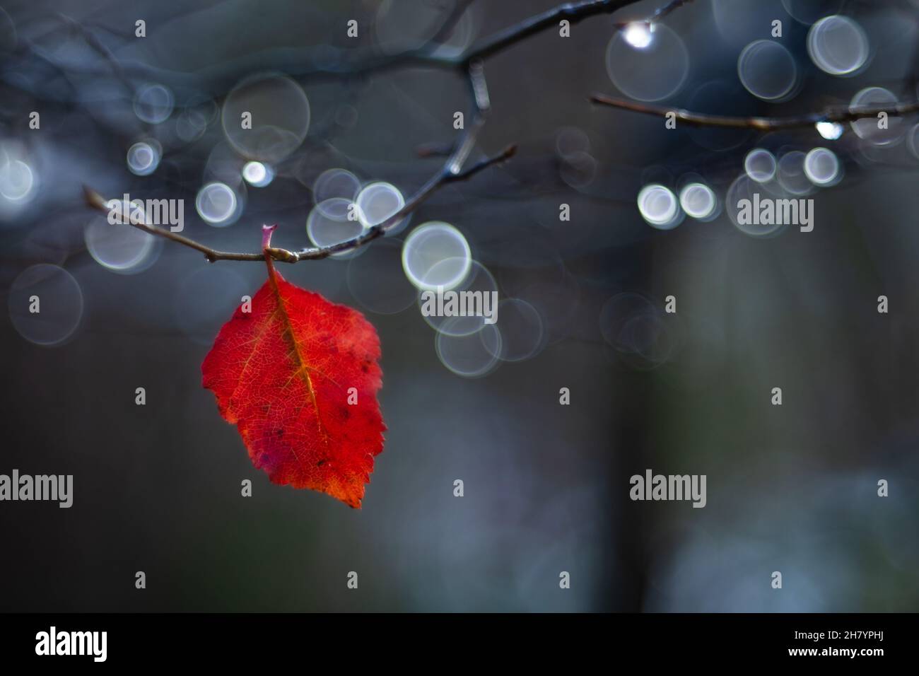 Ein einzelnes rotes Blatt auf einem Baum, auf einem Zweig mit Wassertropfen, mit geringer Belichtung, erzeugt der weiche Hintergrund der Tropfen interessante Effekte Stockfoto