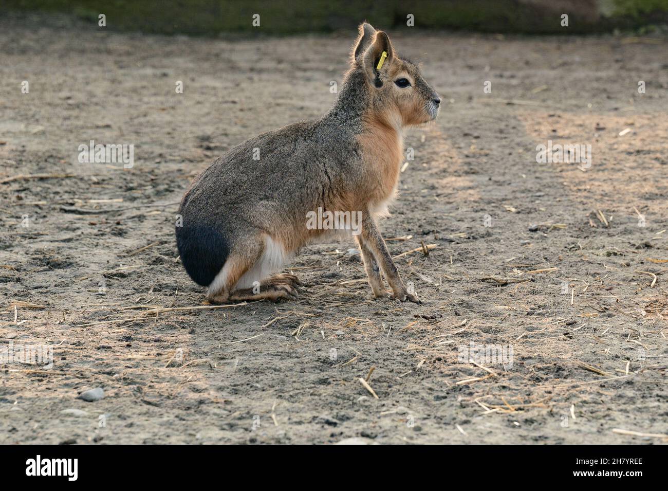 Dolichotis patagonum im Zoo, ein Nagetier, Patagonischer Hase oder Patagonischer kavi. Stockfoto