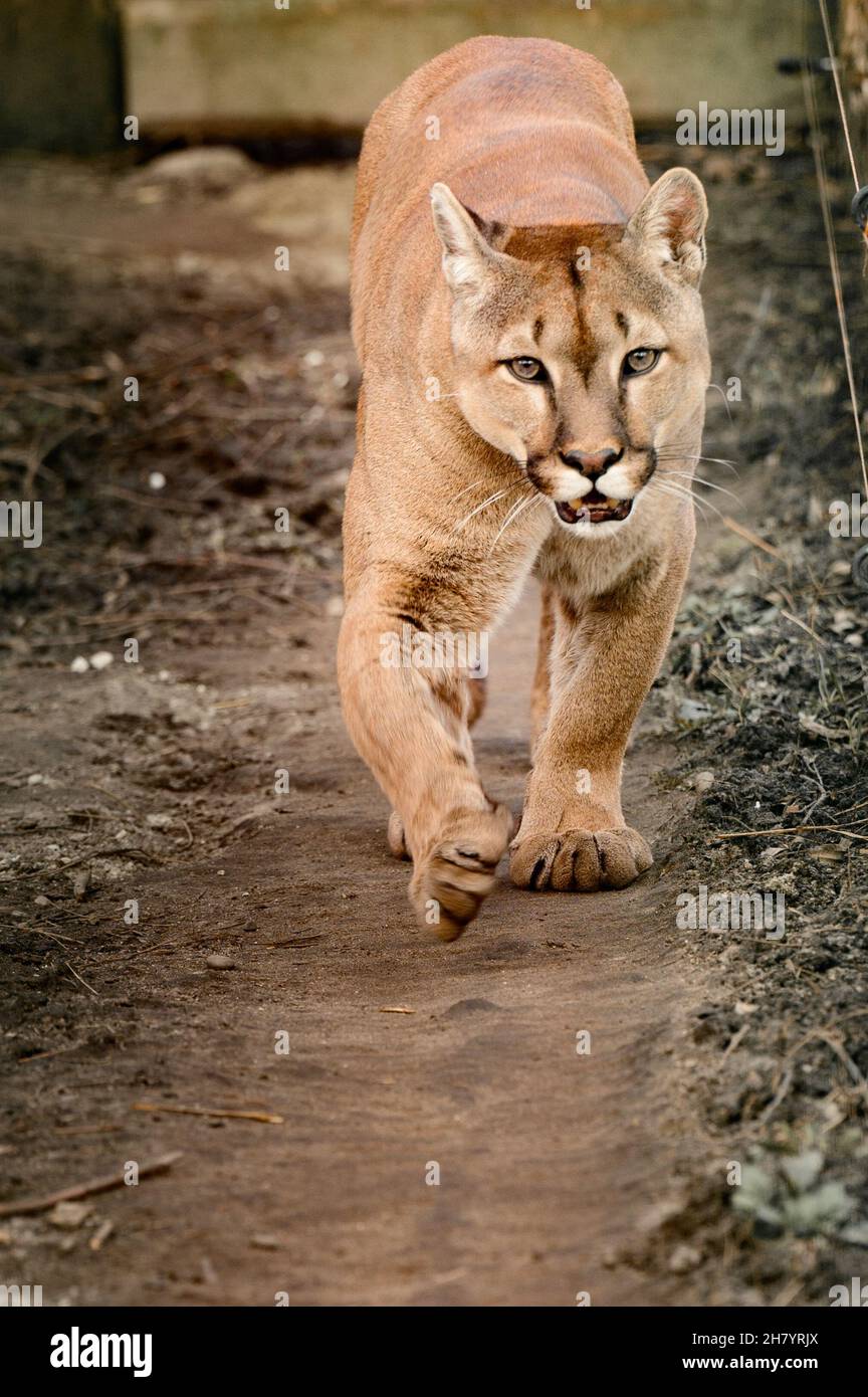 Puma, ein schönes Raubtier und ein Bewohner des Zoos, ein gefährliches  Tier, Zoos der Ukraine Stockfotografie - Alamy