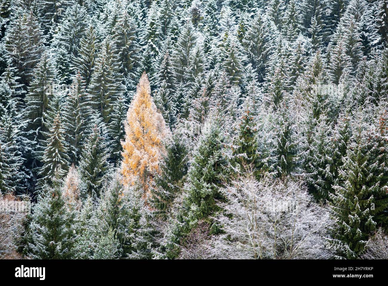 Nadelwald, Fichten und ein einziger Lärchenbaum sticht durch seine goldgelbe Farbe hervor Stockfoto