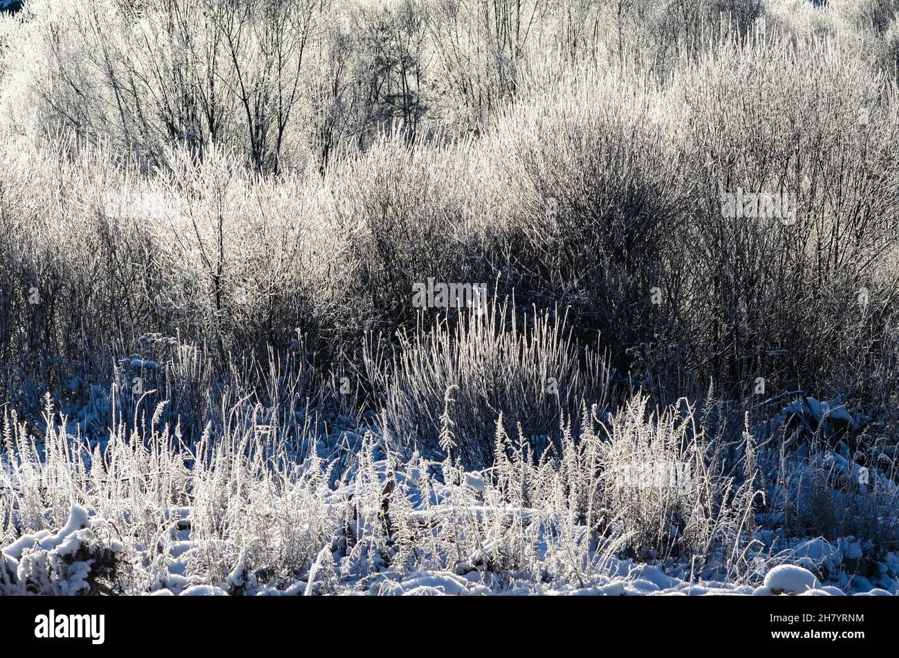 Frostige Bäume, Sträucher, Pflanzen, Unkraut schaffen eine ungewöhnliche Skulptur, frostigen sonnigen Wetter Stockfoto