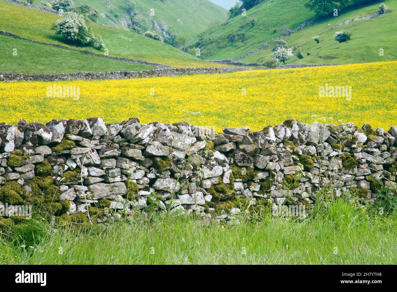 dri-Steinwand und Frühlingsblumen in den derbyshire-Dales Stockfoto