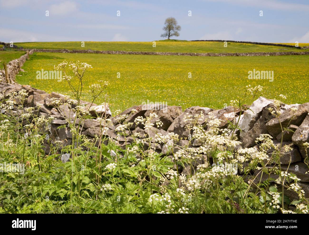 dri-Steinwand und Frühlingsblumen in den derbyshire-Dales Stockfoto