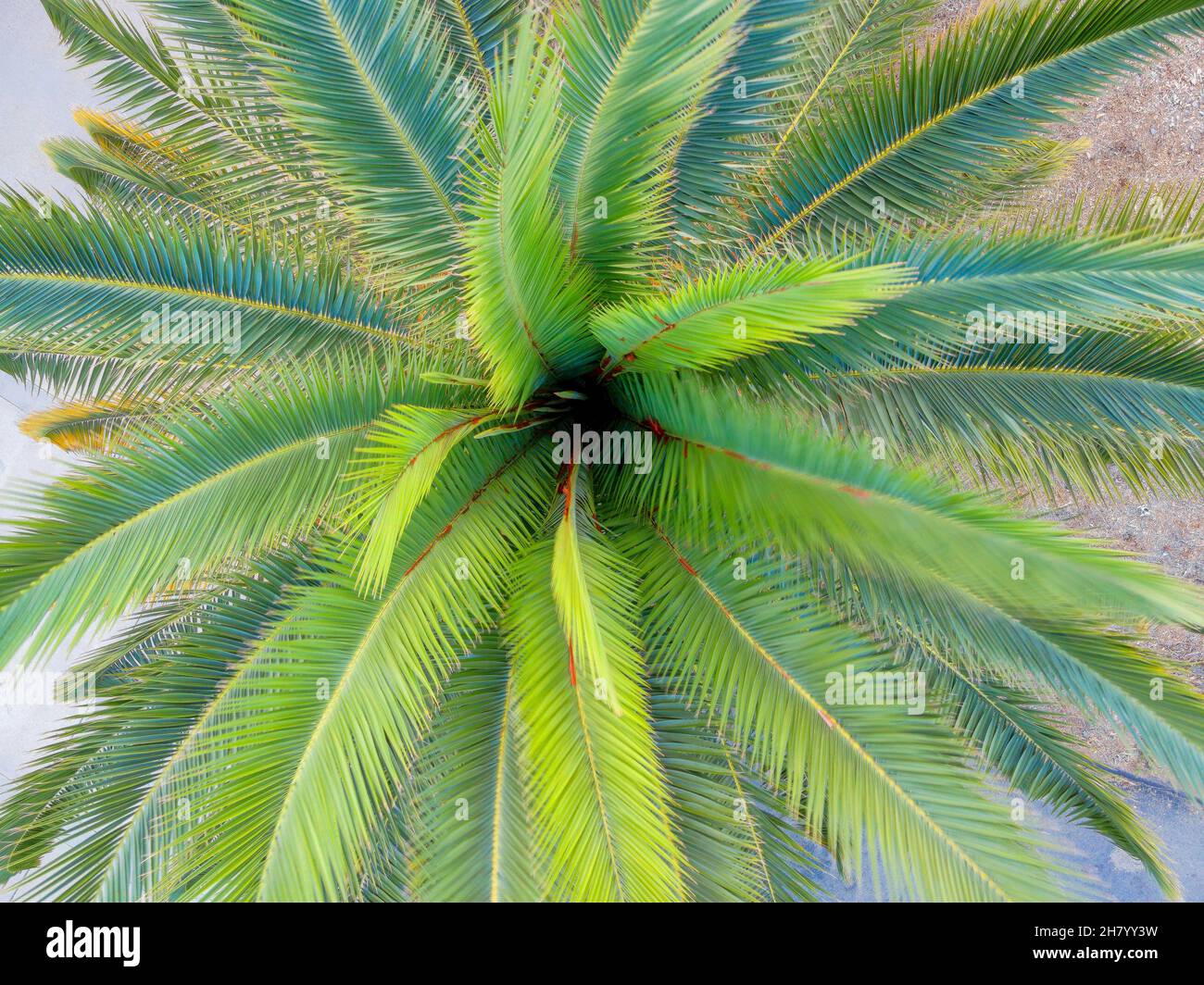 Natürliche grüne Blätter einer Palme in La Jolla, Kalifornien Stockfoto