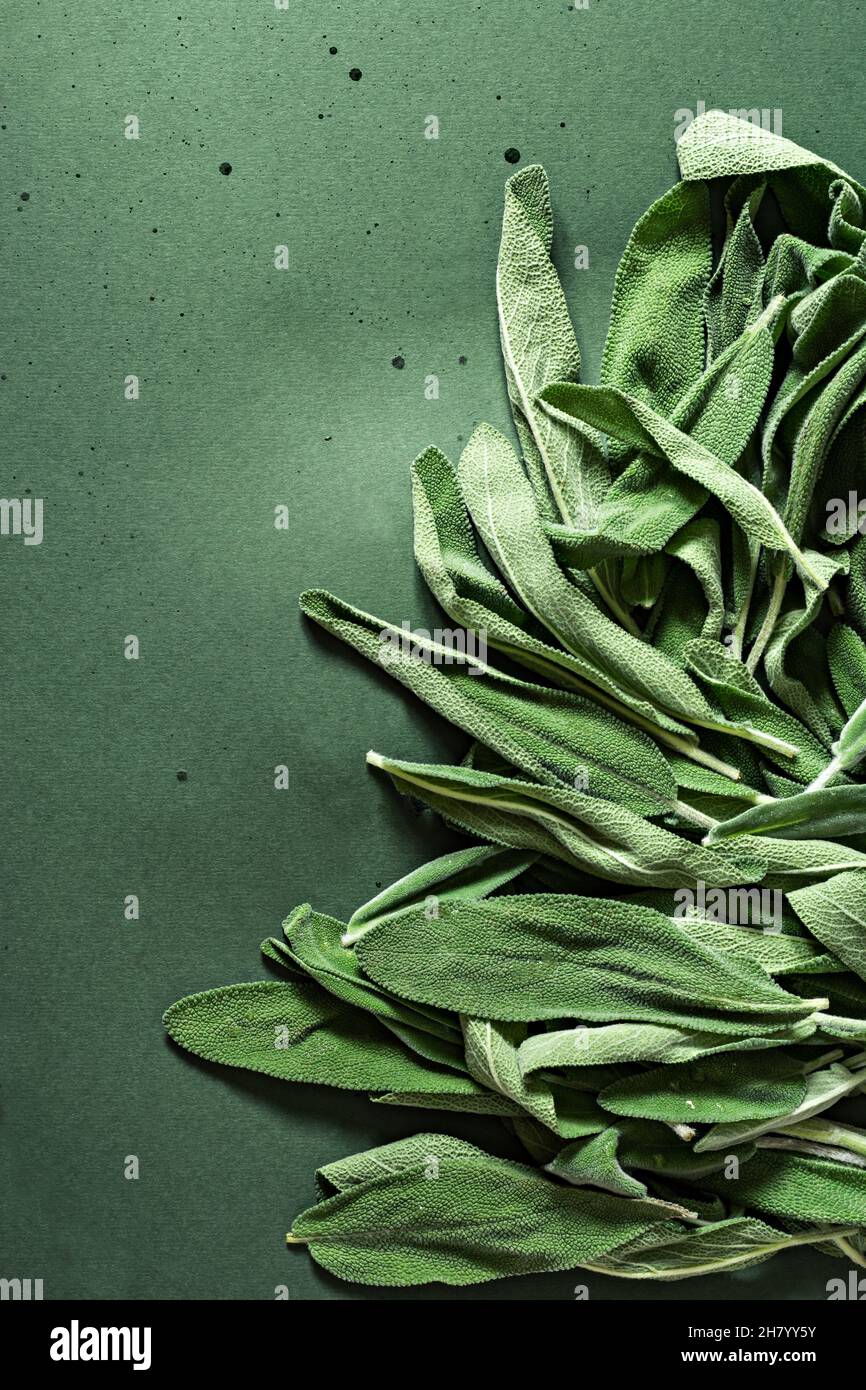 Hintergrund aus frischen Salbeiblättern (oder Salvia officinalis