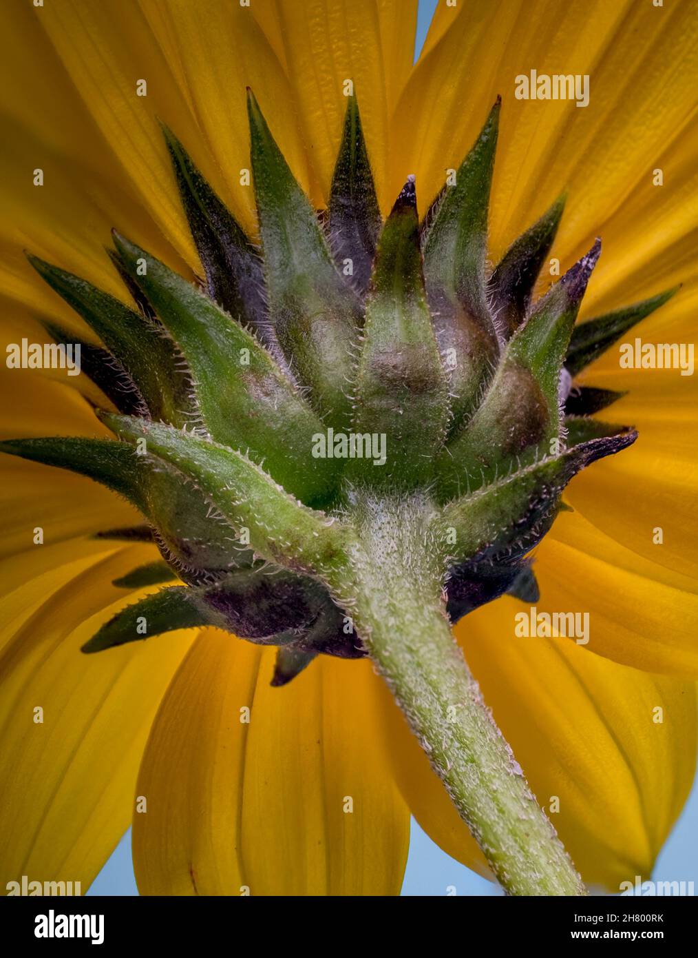 Makrofoto einer Sonnenblumenwildblume, Heliopsis helianthoides Stockfoto