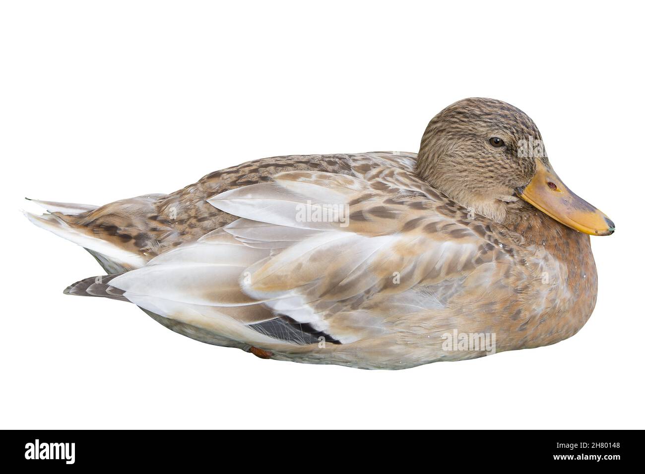 Weibliche Stockente isoliert auf weißem Hintergrund. Aanas platyrhunchos sitzt in der Nestposition. Wildtiere Natur. Stockfoto