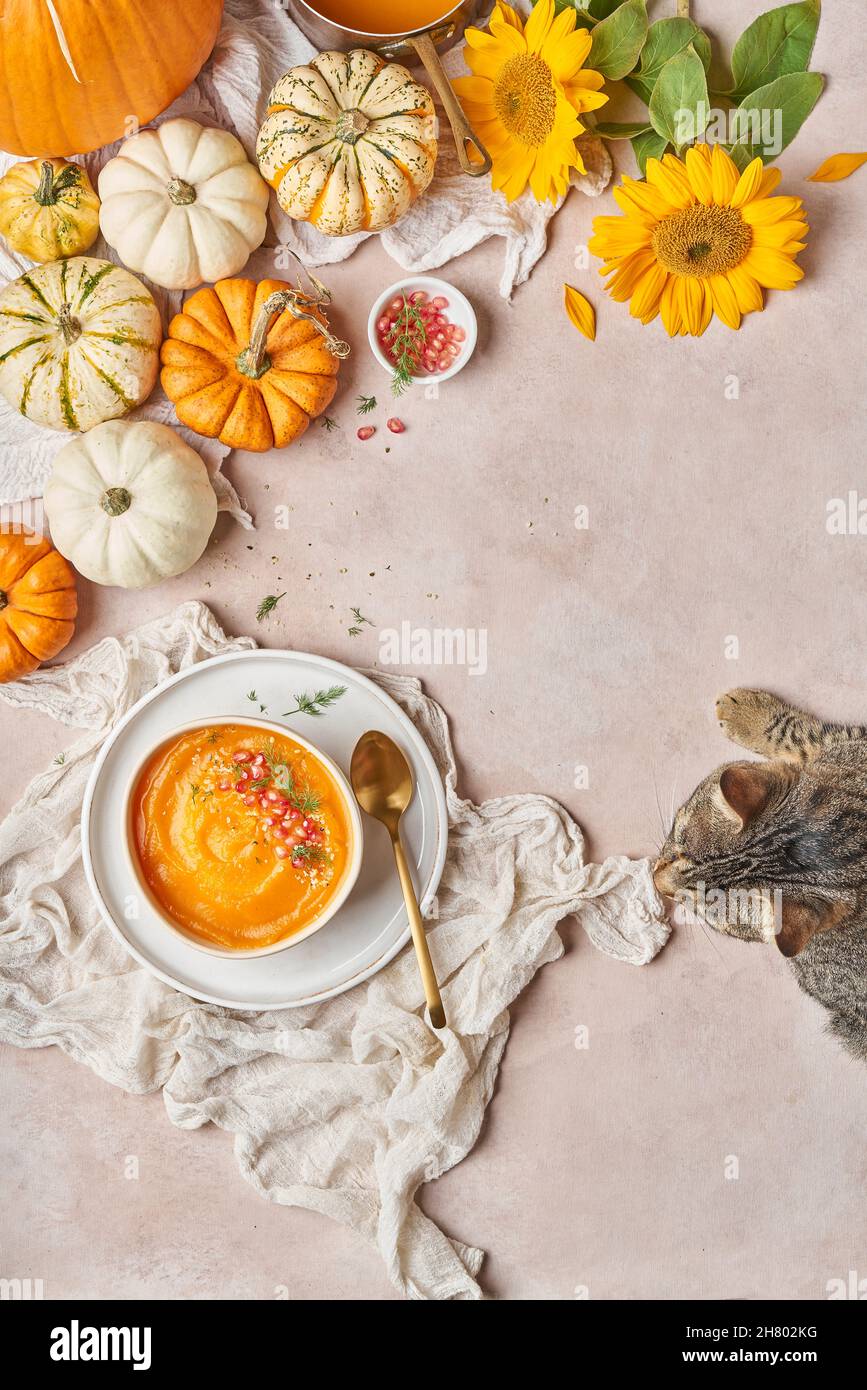 Draufsicht auf eine niedliche domestizierte Katze, die in der Nähe einer Schüssel mit leckerer Kürbissuppe in der Nähe von Gemüse und Sonnenblumen in der hellen Küche liegt Stockfoto