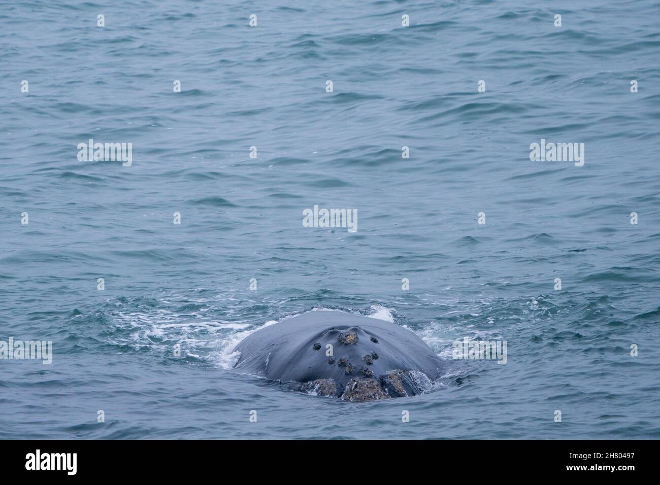 Südlicher rechter Wal (Eubalaena australis). Hermanus. Whale Coast. Overberg. Westkap. Südafrika Stockfoto