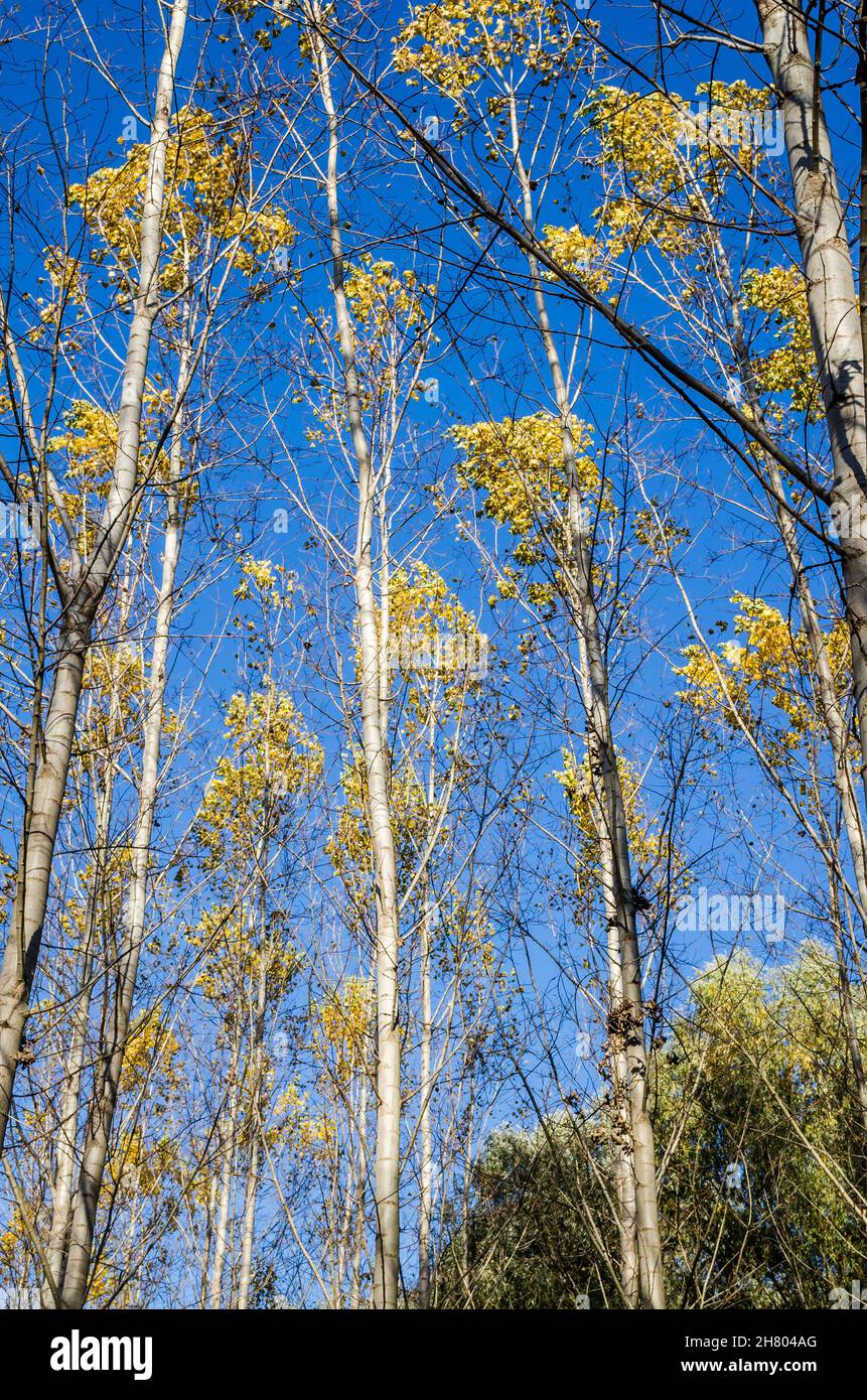 Das Ambiente des Waldes im Herbst, an der Donau. Stockfoto